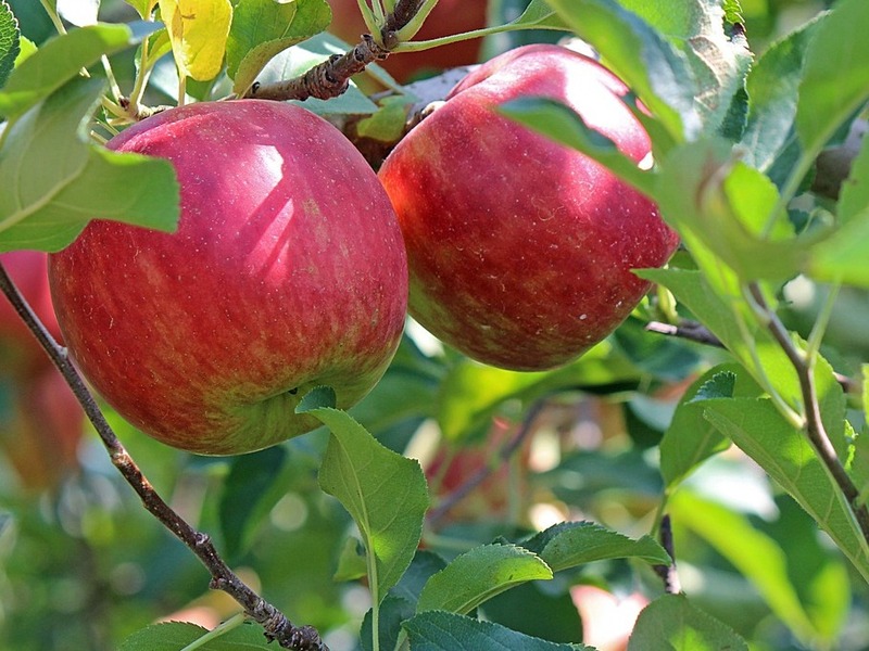 Obstlehrpfad Heroldingen - Streuobst einst und heute