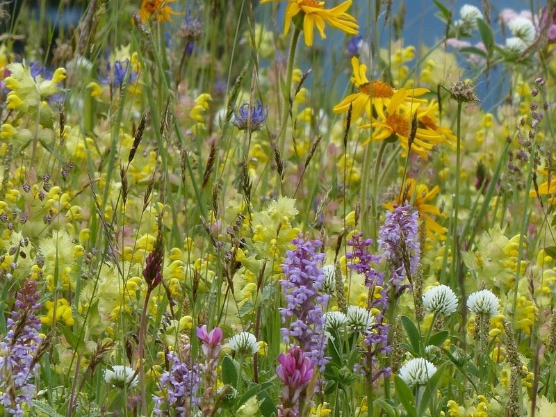 Kommunale innerörtliche Blühflächen im Naturpark Altmühltal