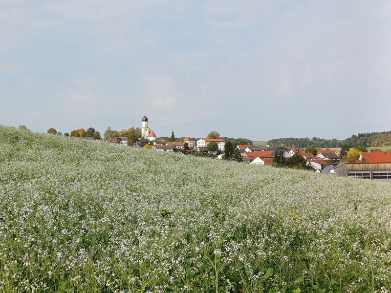 Wolferstadt